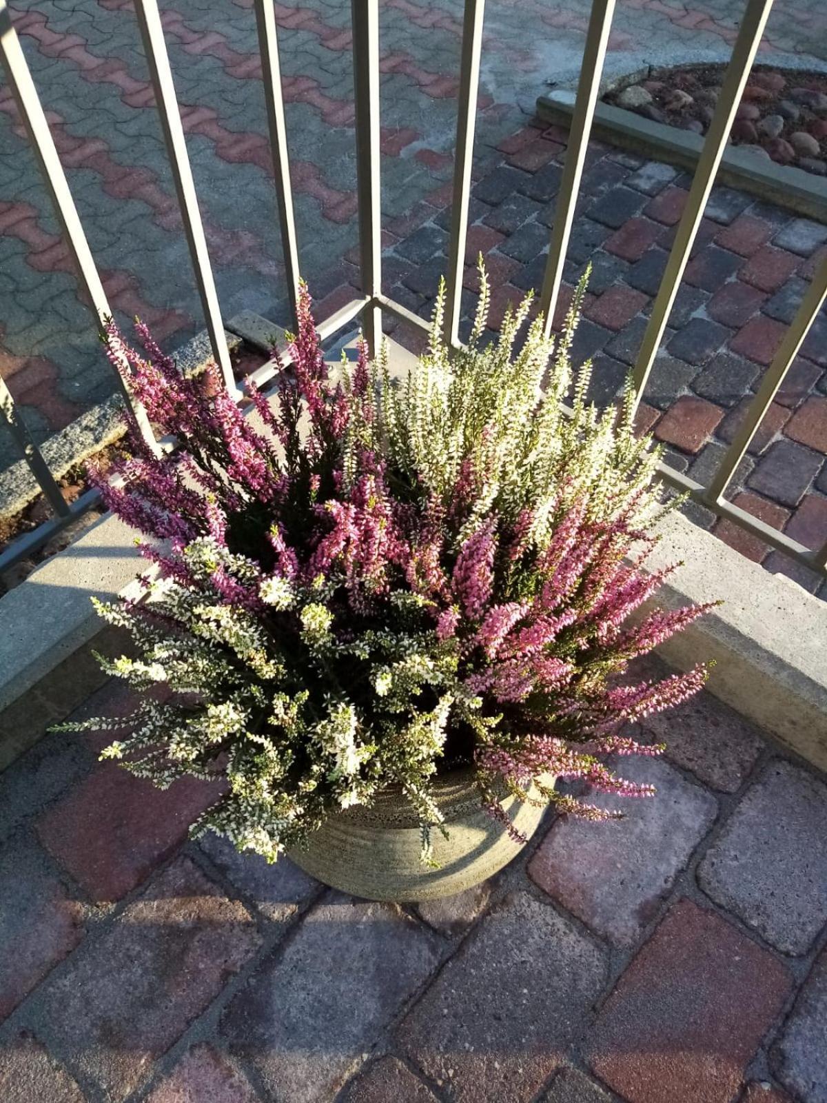 Bed and Breakfast Birgittagarden - Gaesthem - Birgittasystrarna Фалун Екстер'єр фото